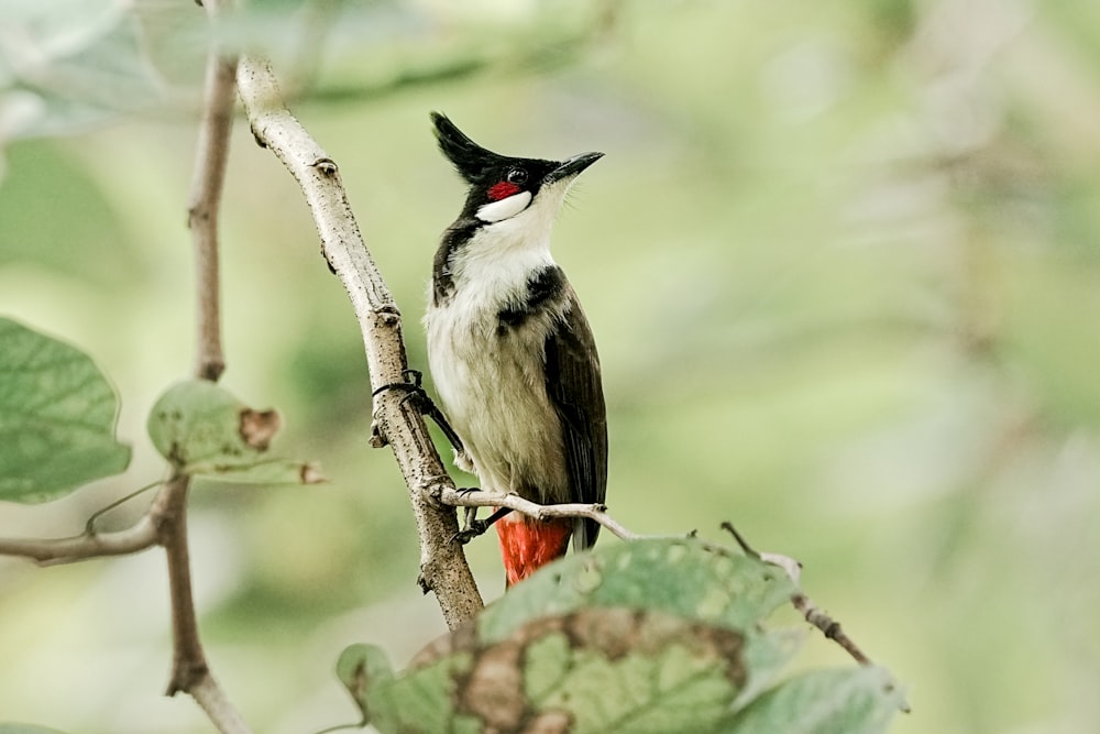 a small bird perched on top of a tree branch