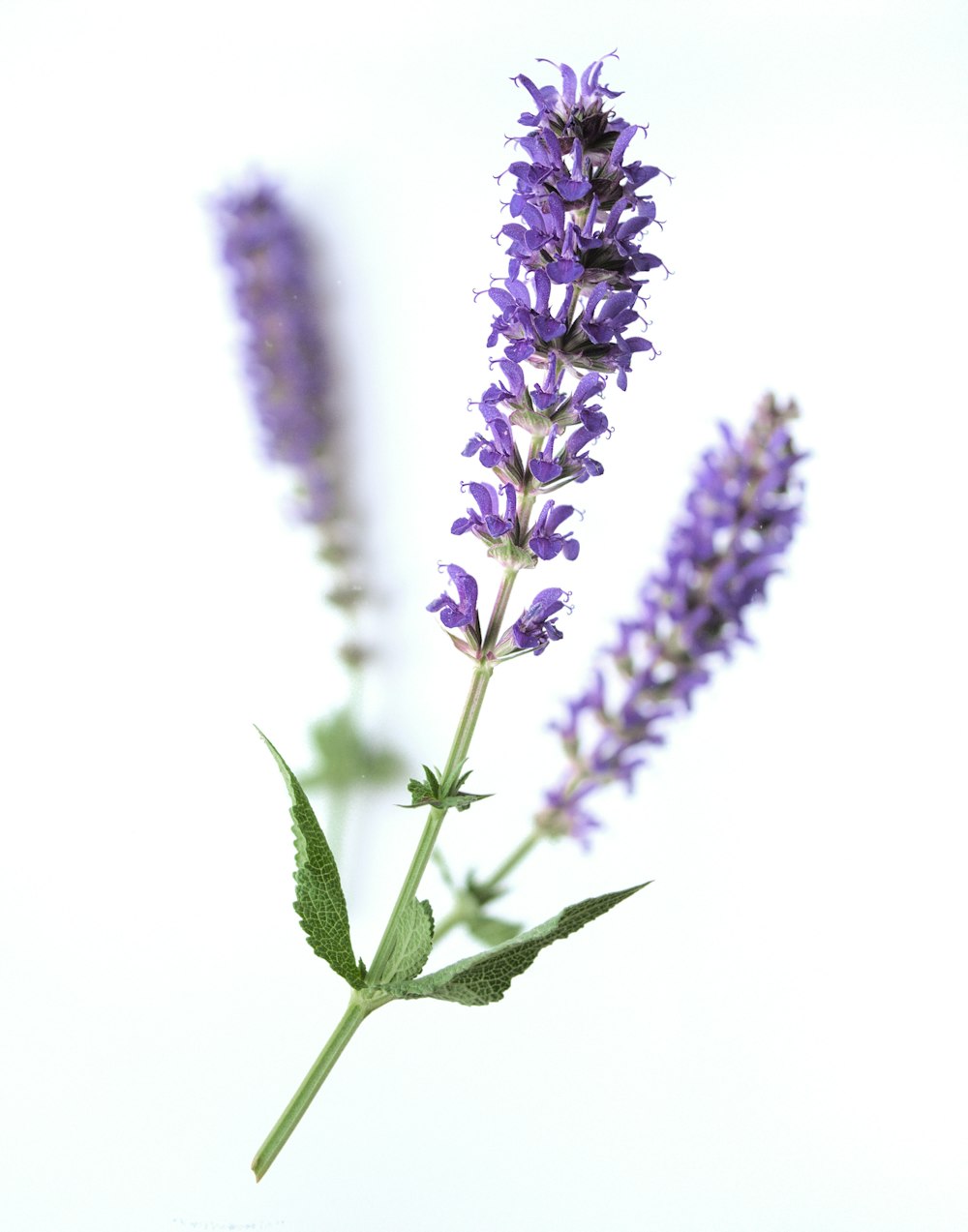 白い背景に紫色の花の接写