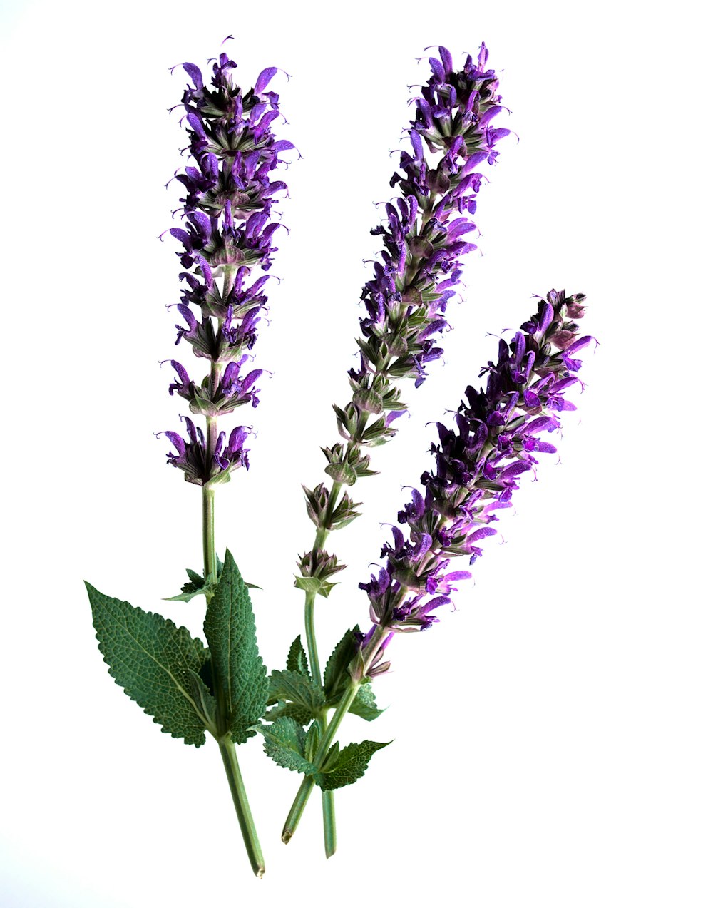 a bunch of purple flowers on a white background