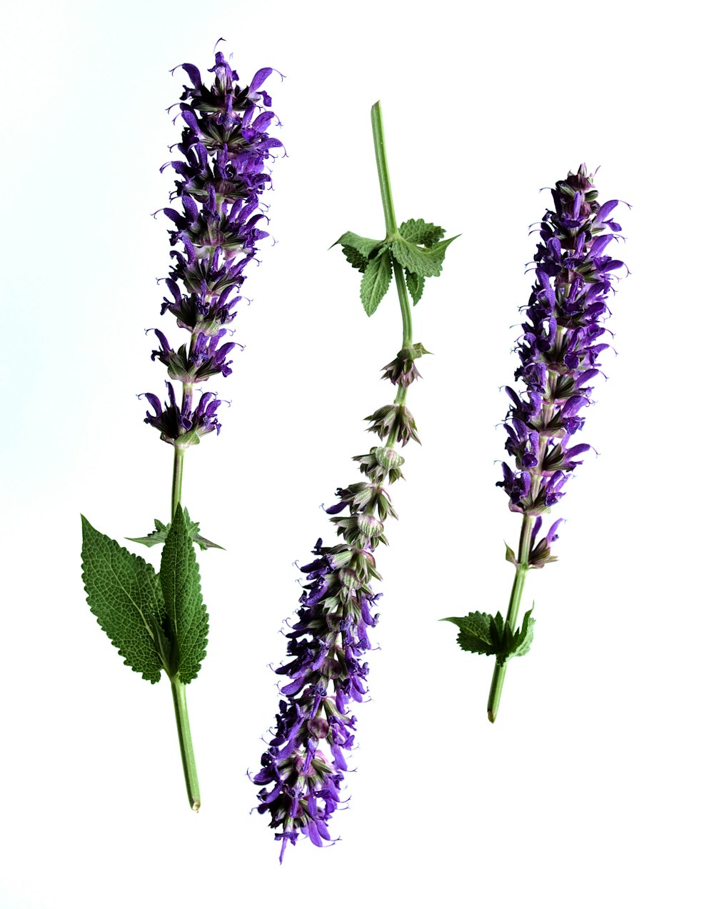 three purple flowers with green leaves on a white background