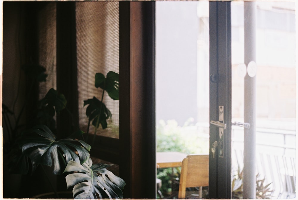 a houseplant in front of a sliding glass door