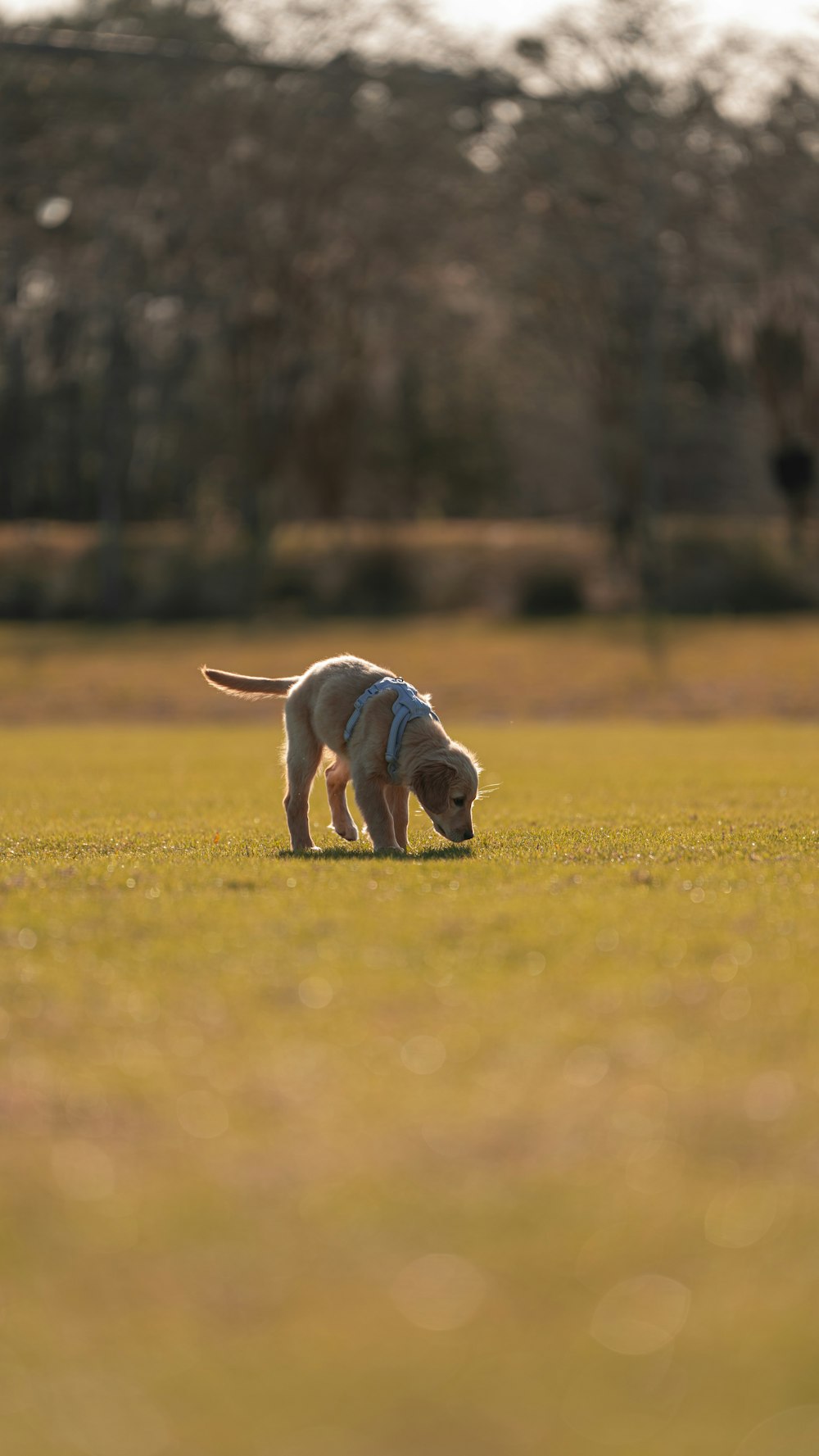 a dog in a field with a frisbee in it's mouth