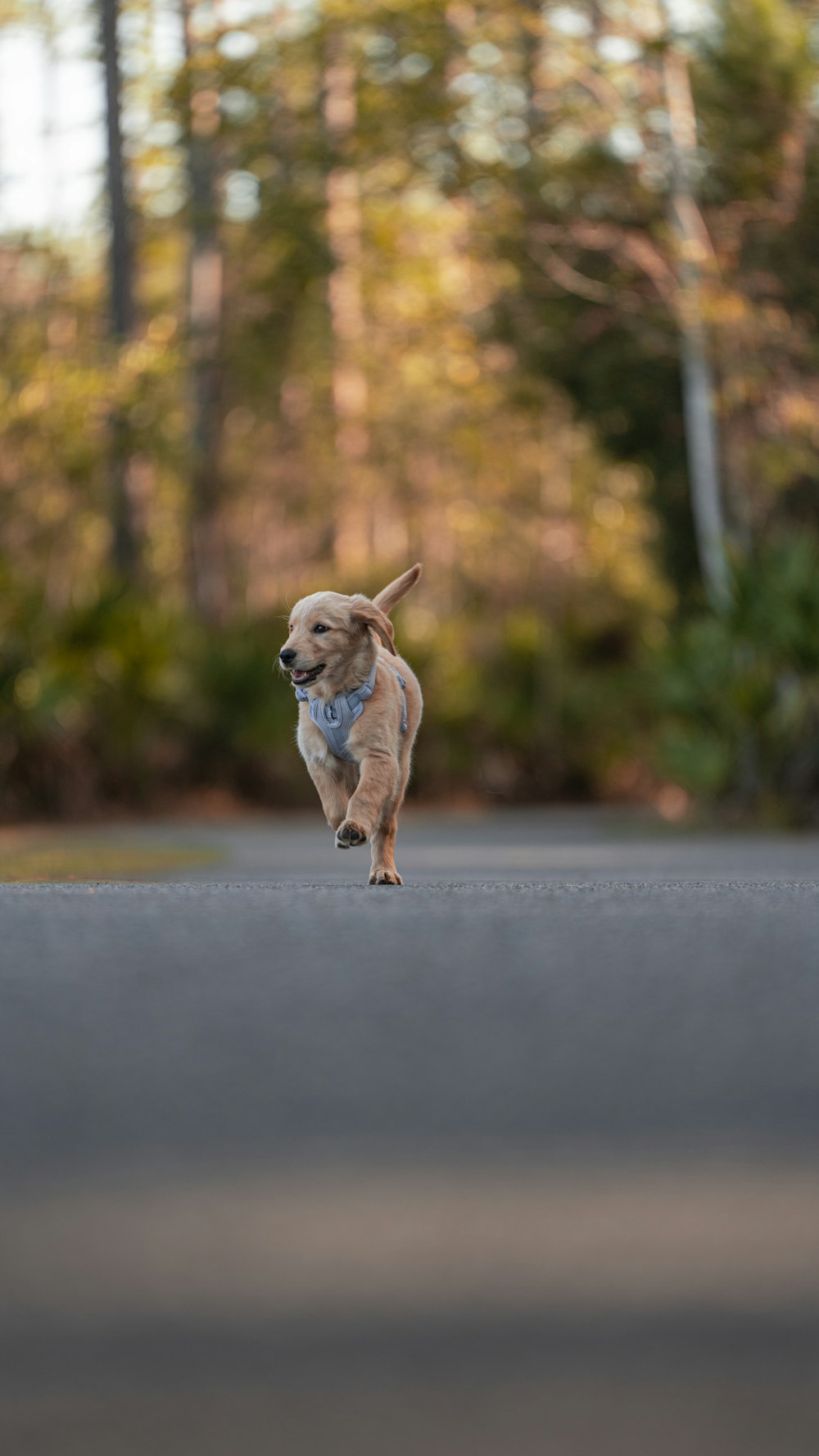 a small brown dog running across a street