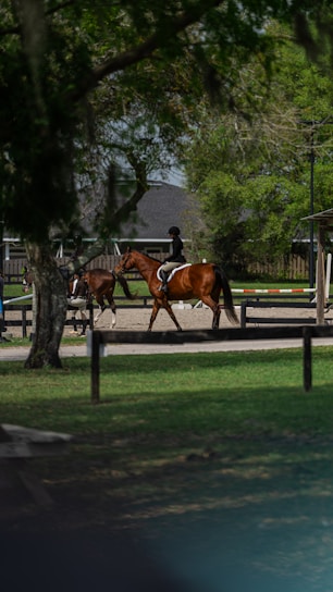 a couple of brown horses walking across a lush green field