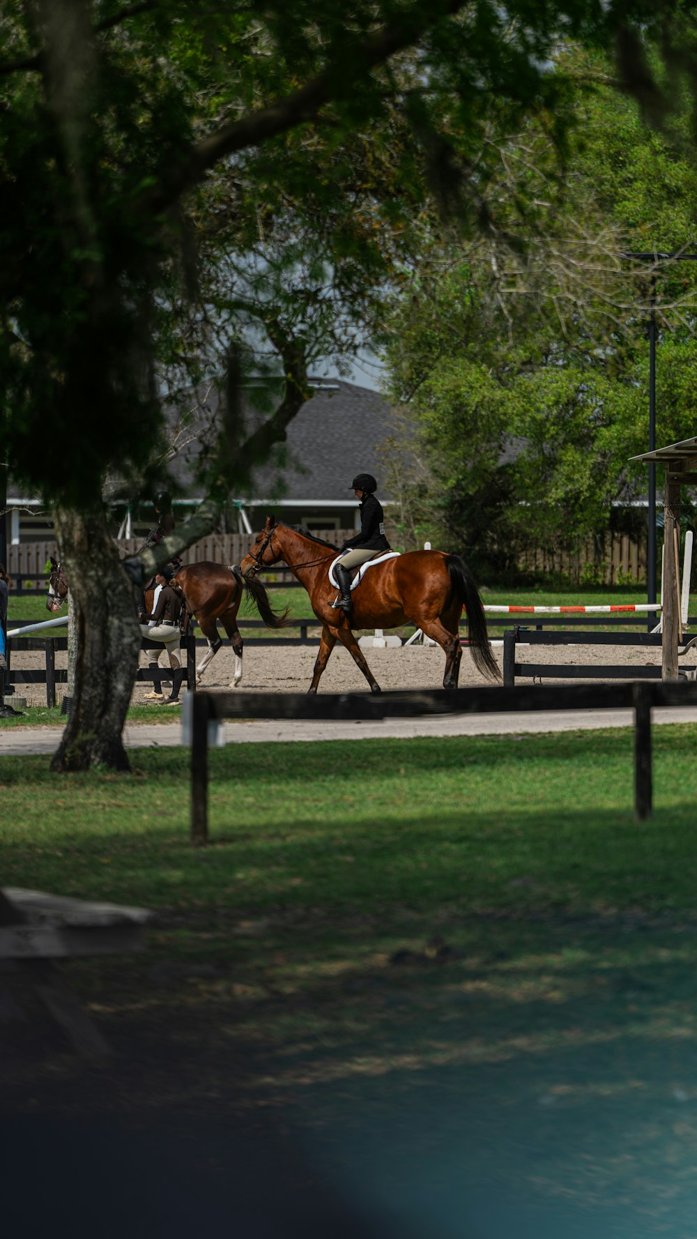 a couple of brown horses walking across a lush green field