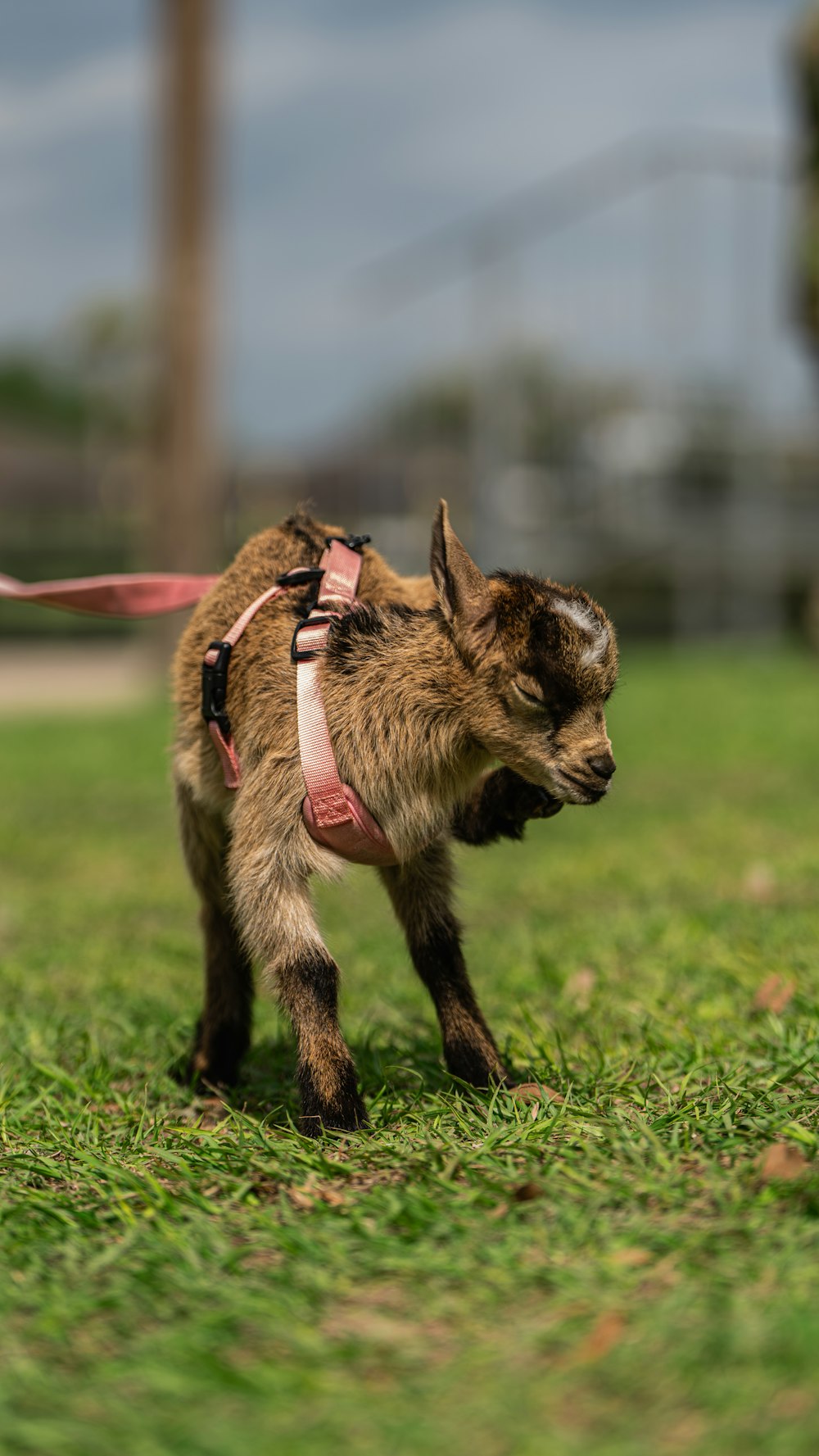 a small brown dog walking across a lush green field