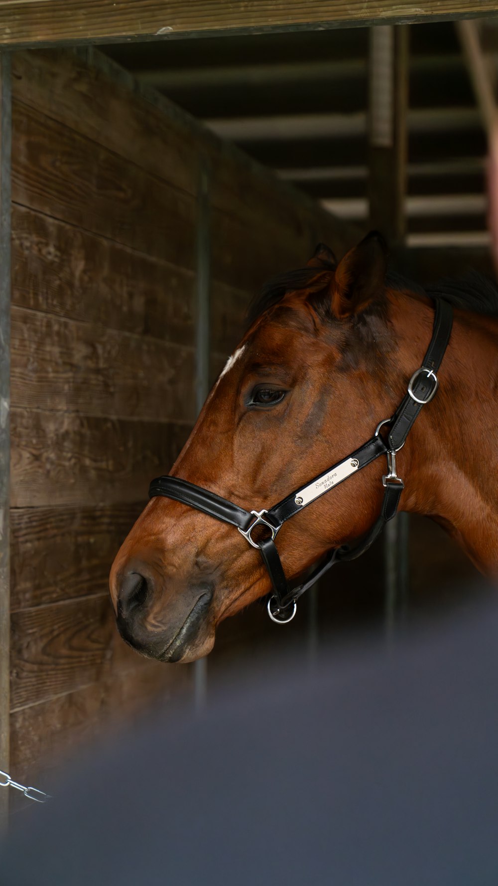 a brown horse standing in a stable next to a person