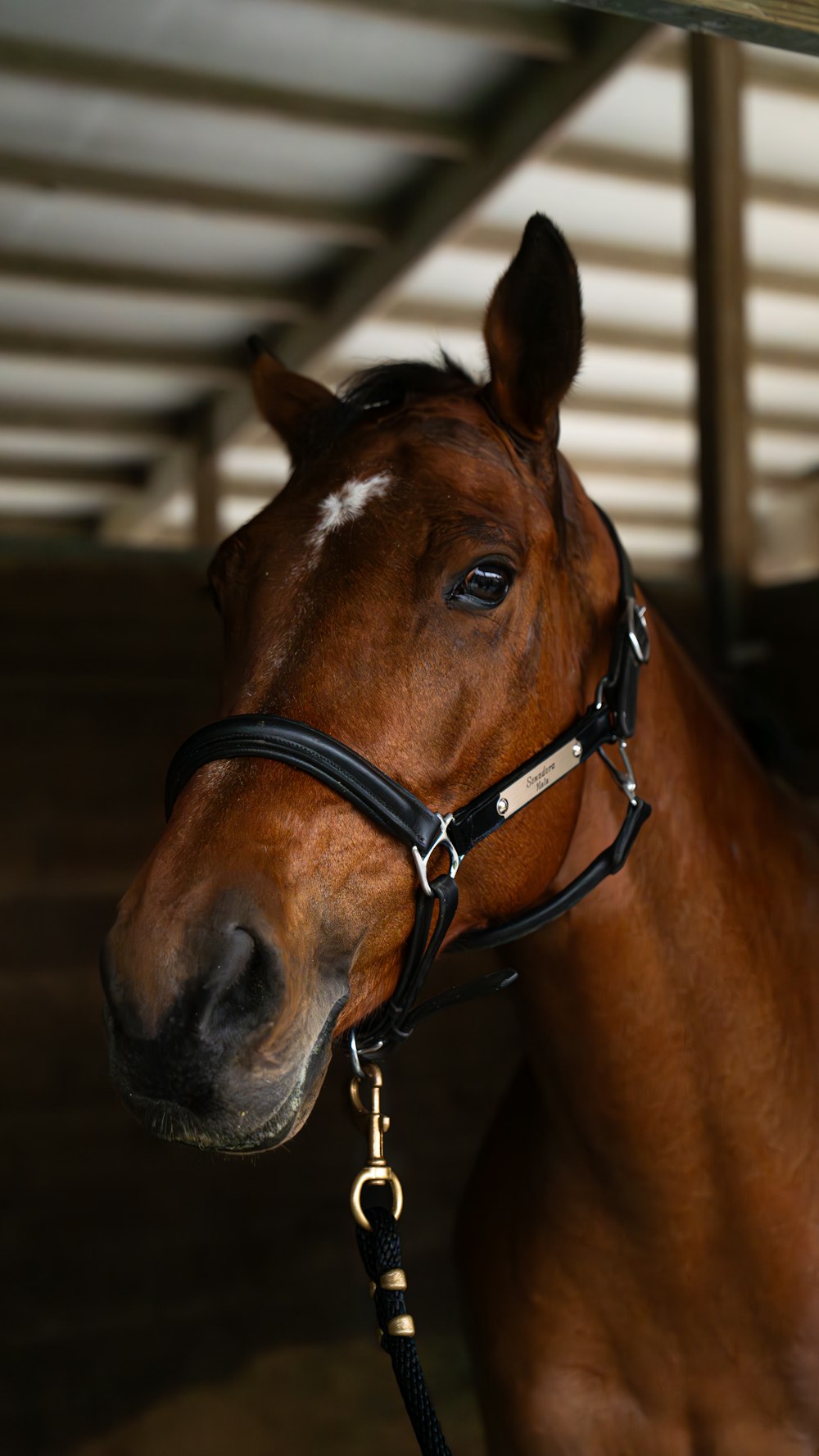 a brown horse wearing a bridle in a stable