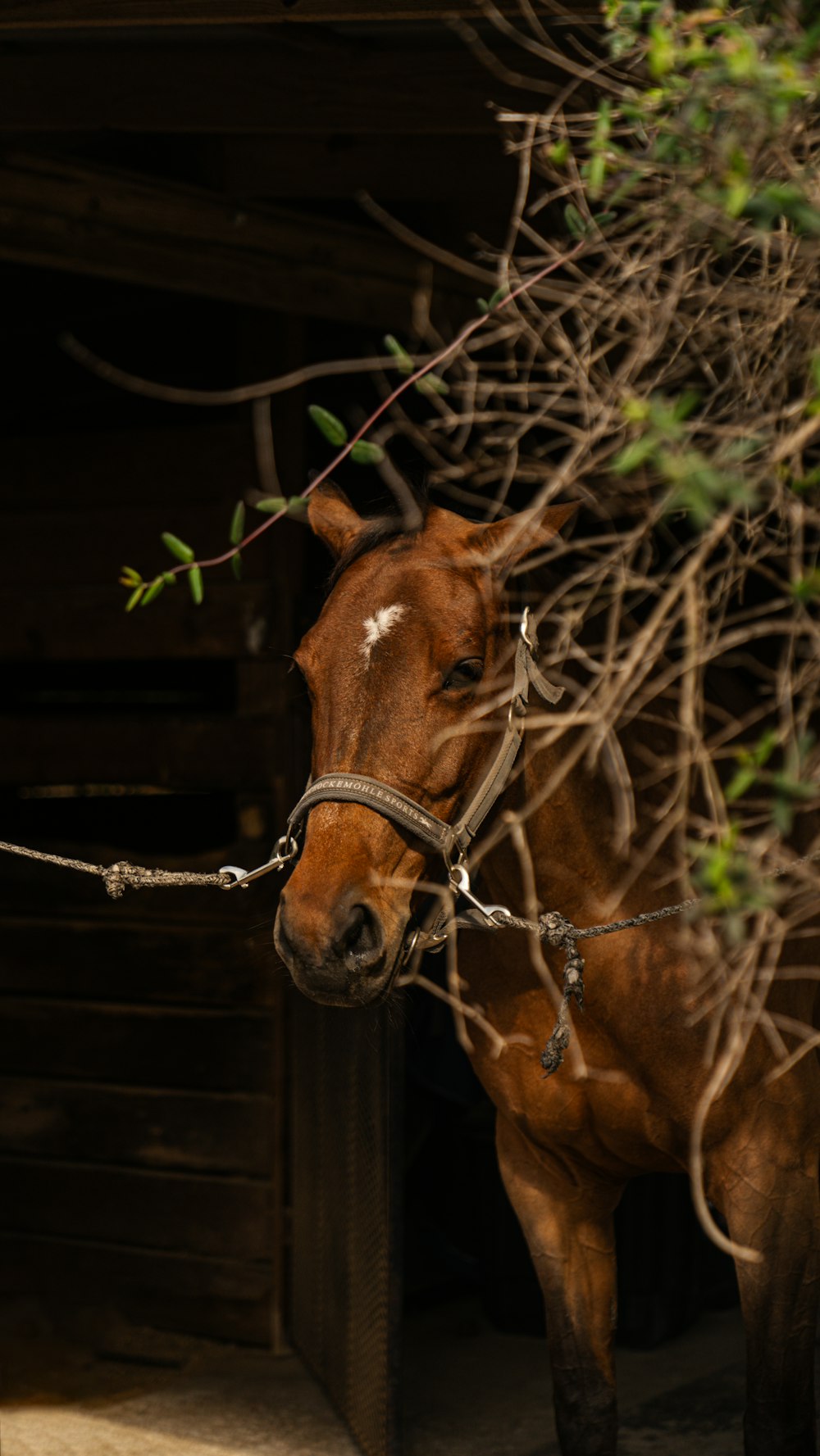 a brown horse standing next to a tree