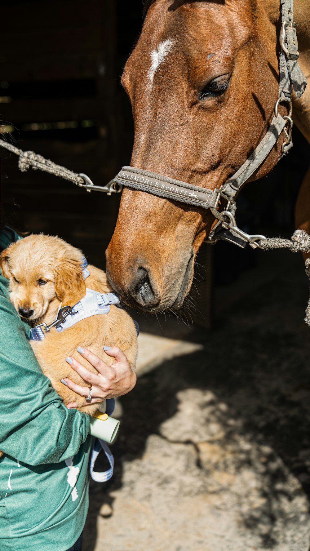 a woman holding a small dog in her arms next to a horse