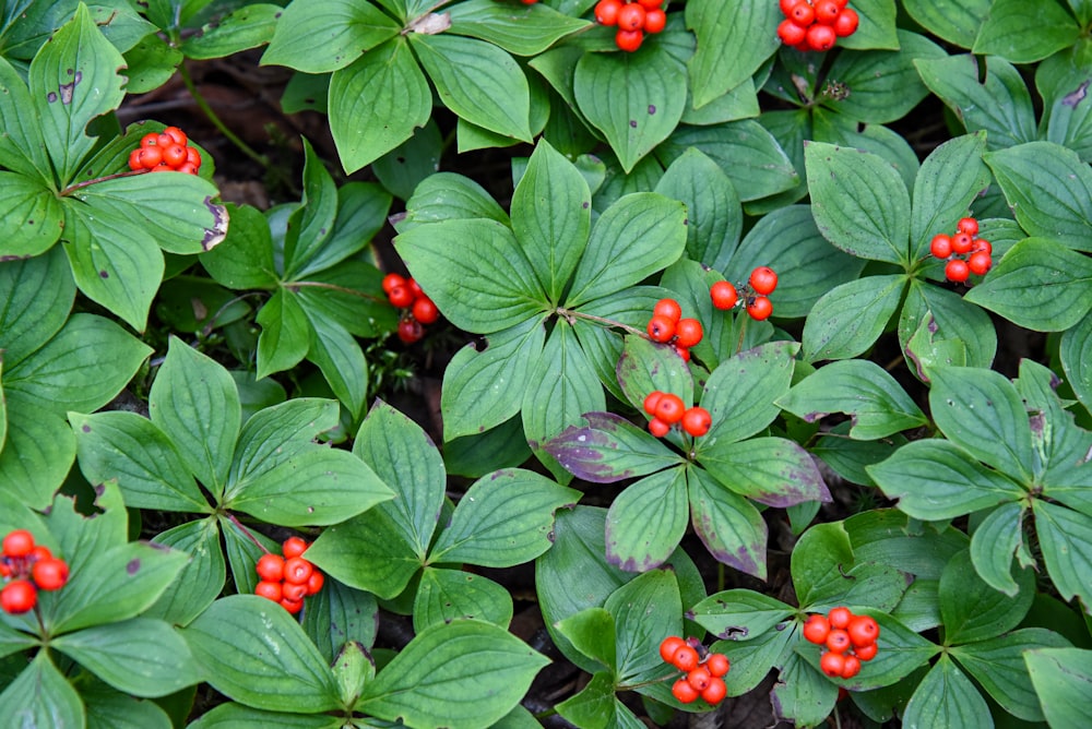 a bush with red berries and green leaves