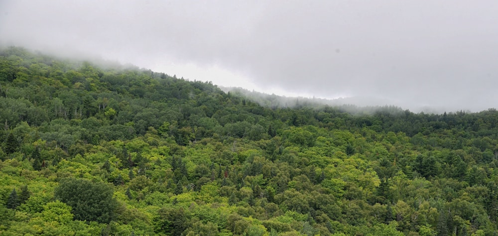 a mountain covered in trees and fog on a cloudy day