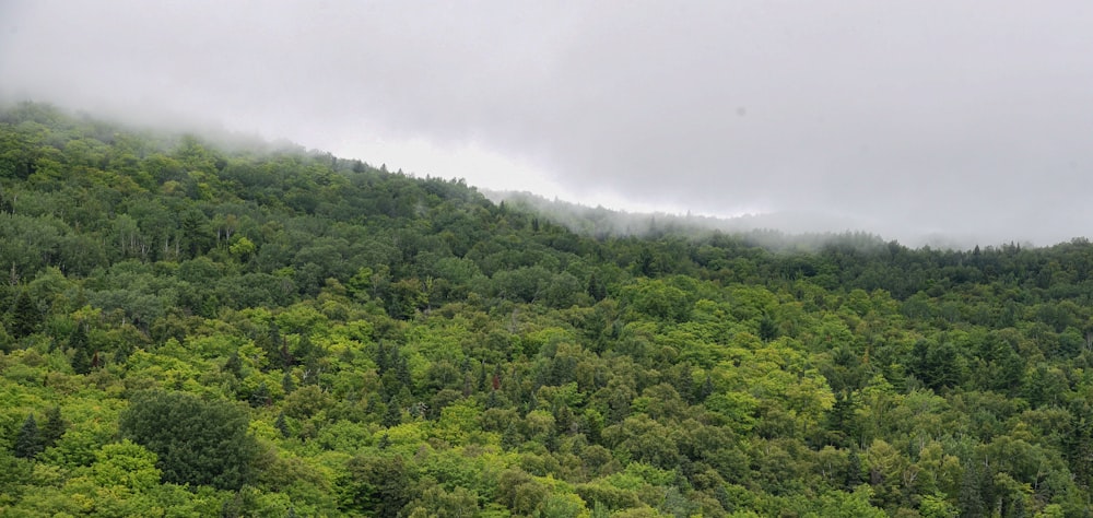 uma montanha coberta de árvores e nevoeiro em um dia nublado