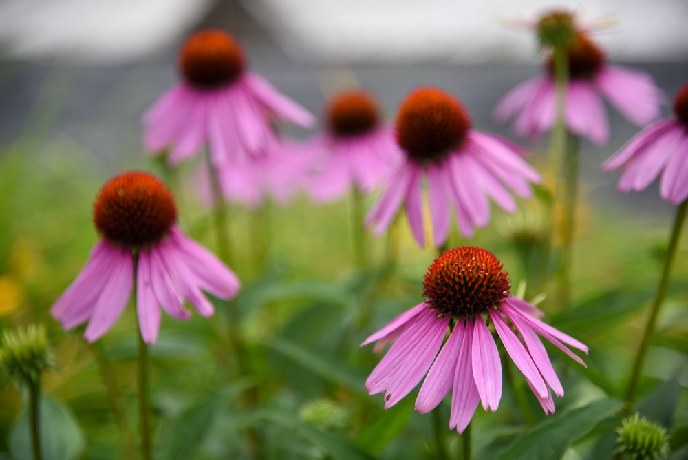 a bunch of pink flowers that are in the grass