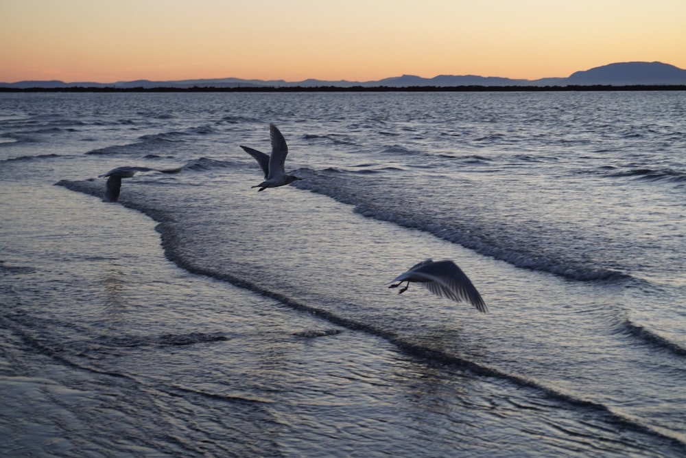 a flock of birds flying over a body of water