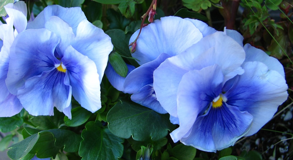 a close up of a bunch of blue flowers