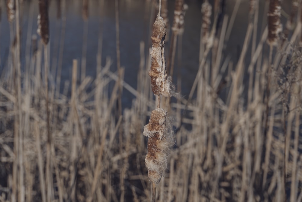 a close up of a plant near a body of water