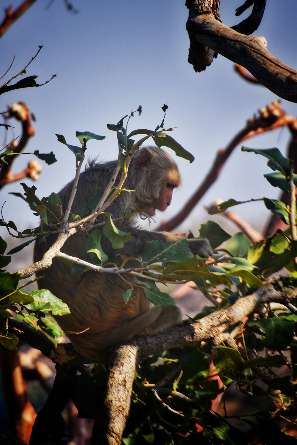 a monkey sitting on a tree branch in a tree