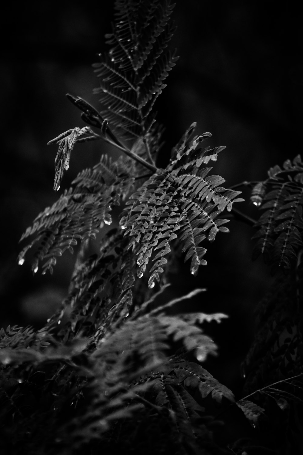 a black and white photo of a fern