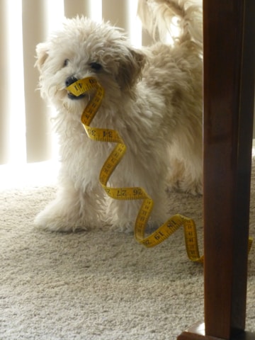 a small white dog holding a measuring tape in its mouth