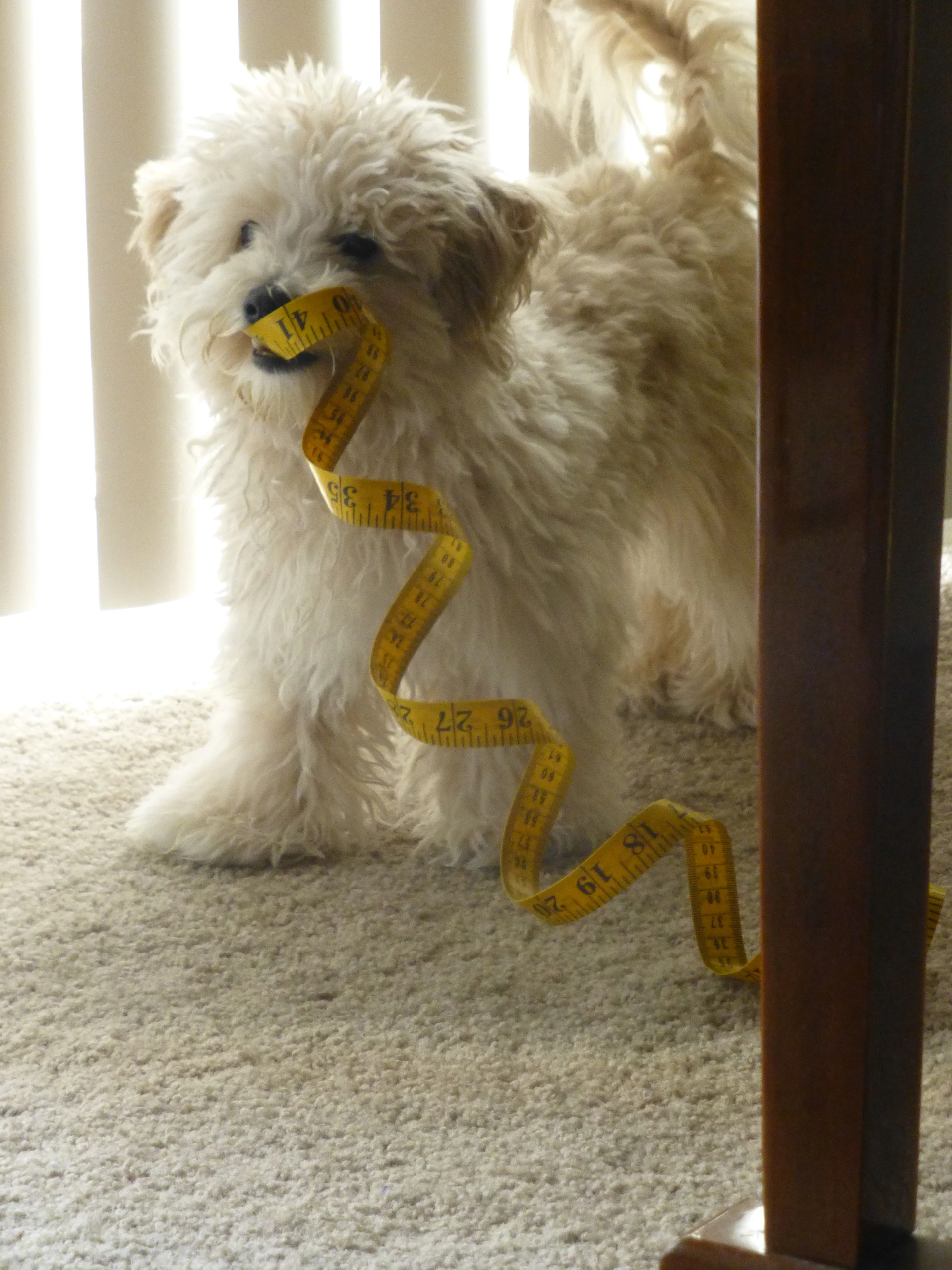 a small white dog holding a measuring tape in its mouth