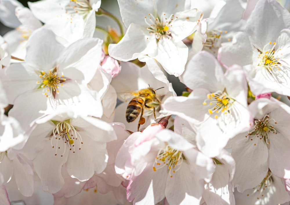 a bee is sitting on some white flowers