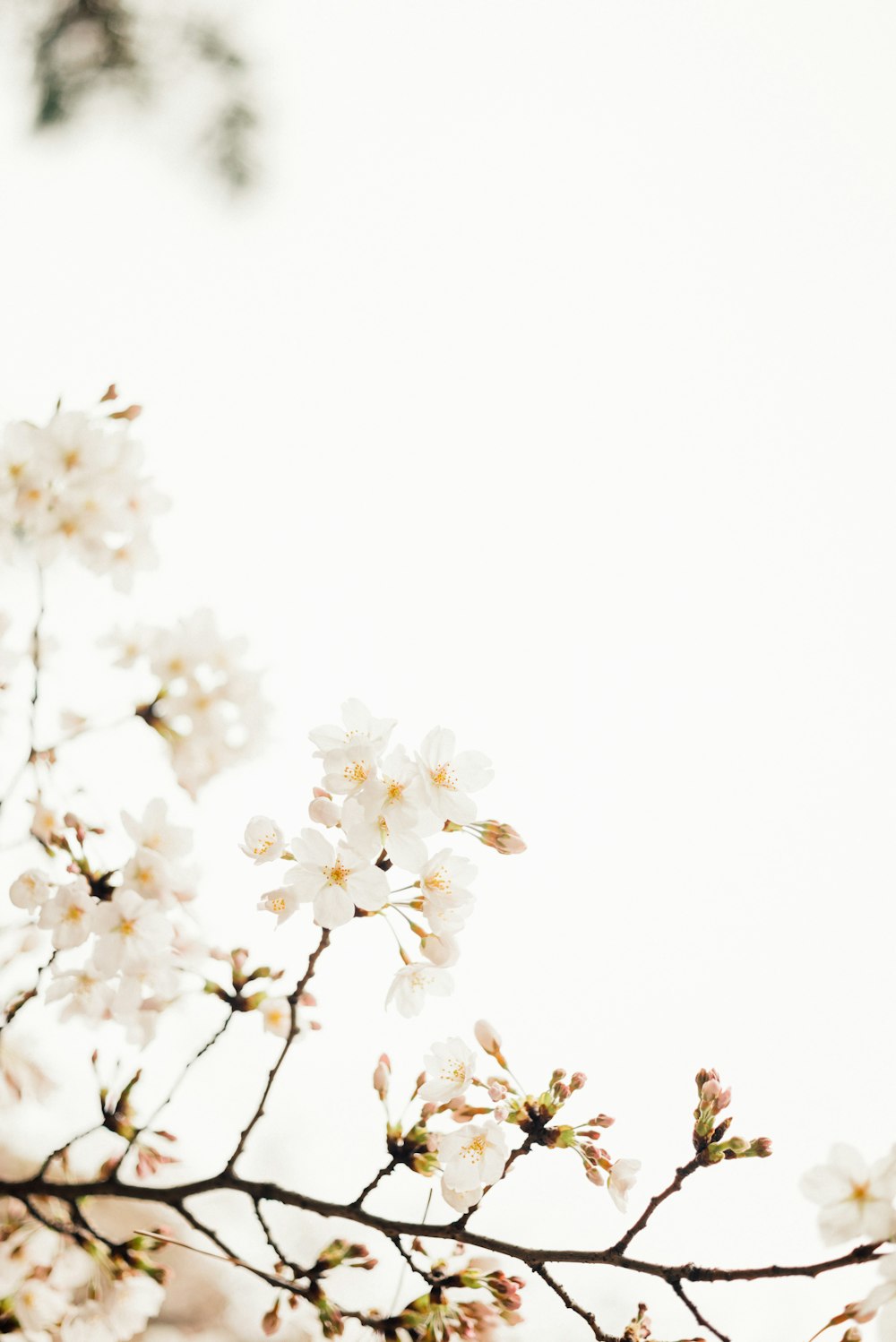 a branch of a tree with white flowers