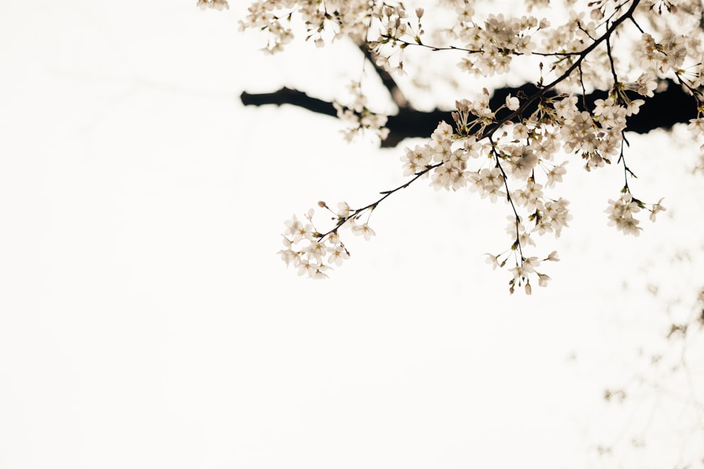 um galho de uma árvore com flores brancas