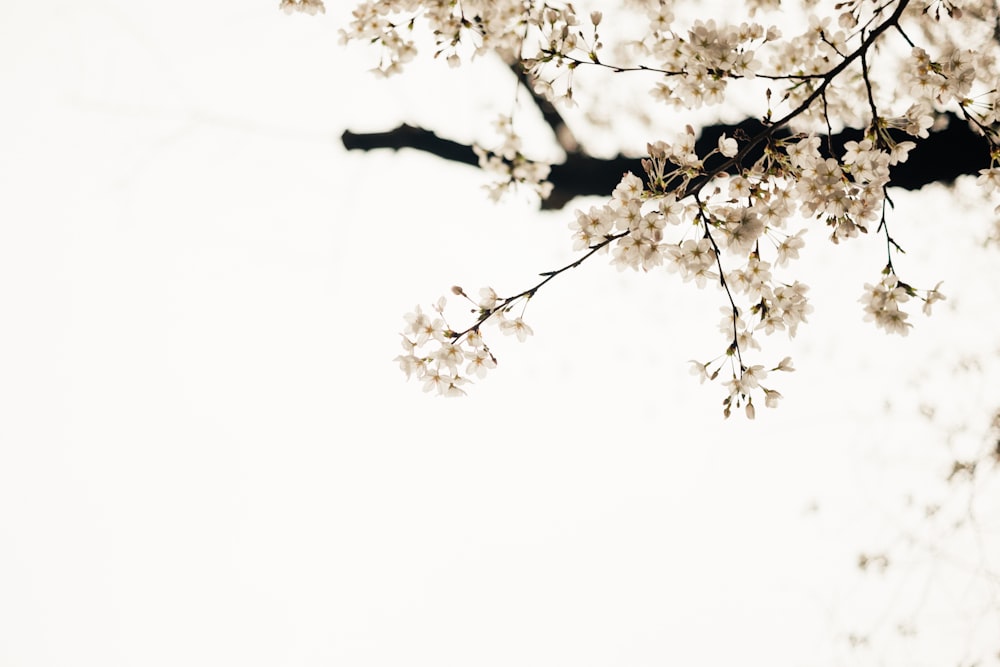 a branch of a tree with white flowers