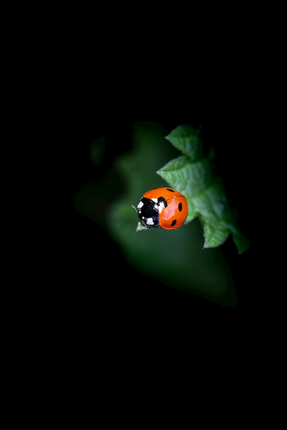 a lady bug sitting on top of a green leaf