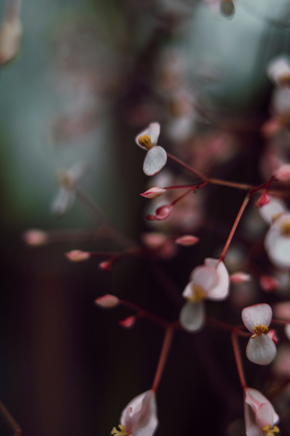 a bunch of small white flowers on a tree