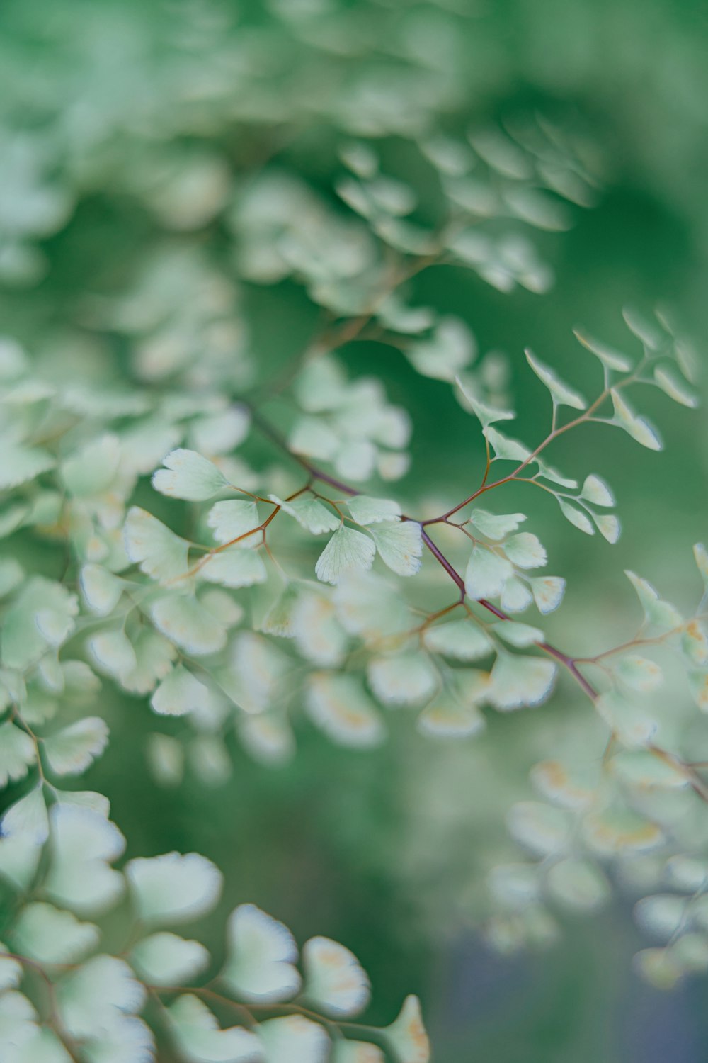 a close up of a plant with green leaves