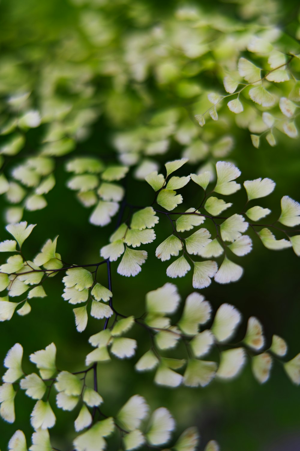 a close up of a plant with white flowers