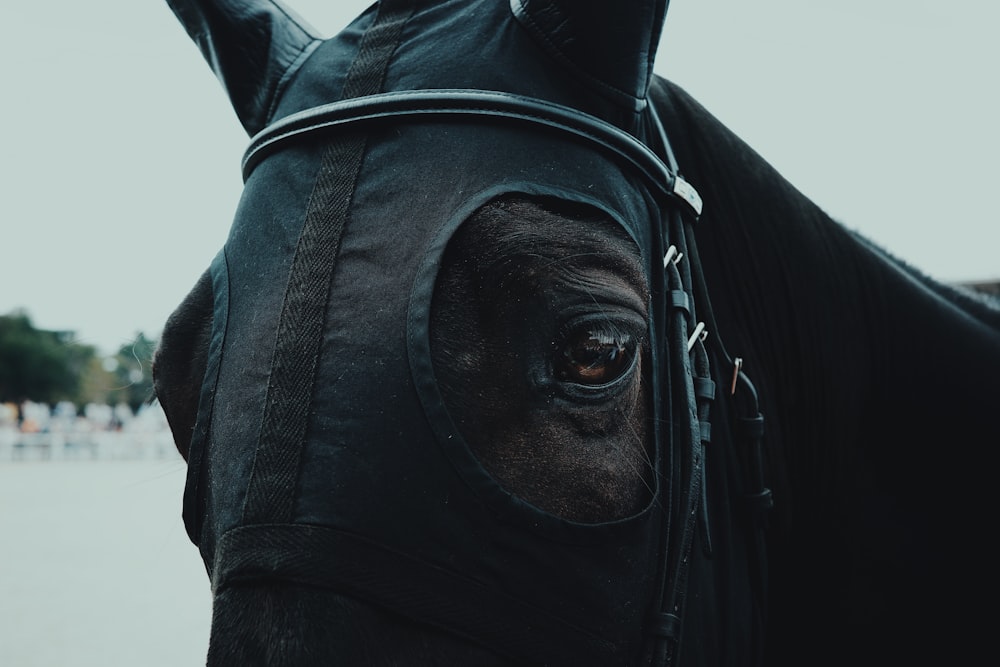 a close up of a black horse's face