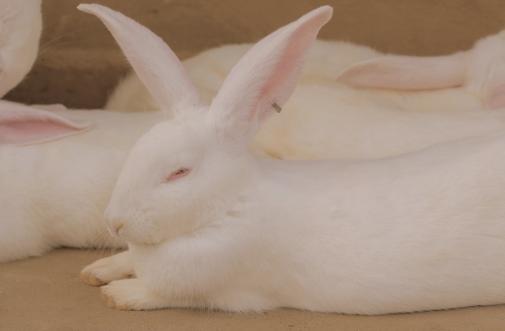 a group of white rabbits laying next to each other