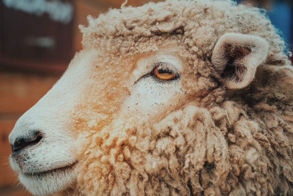 a close up of a sheep with a blurry background