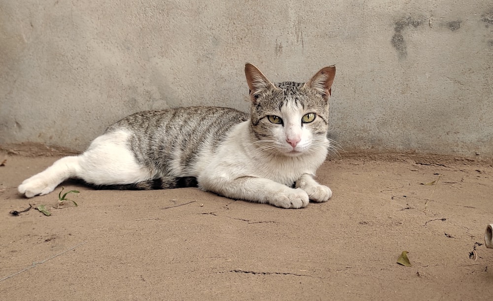 a gray and white cat laying on the ground