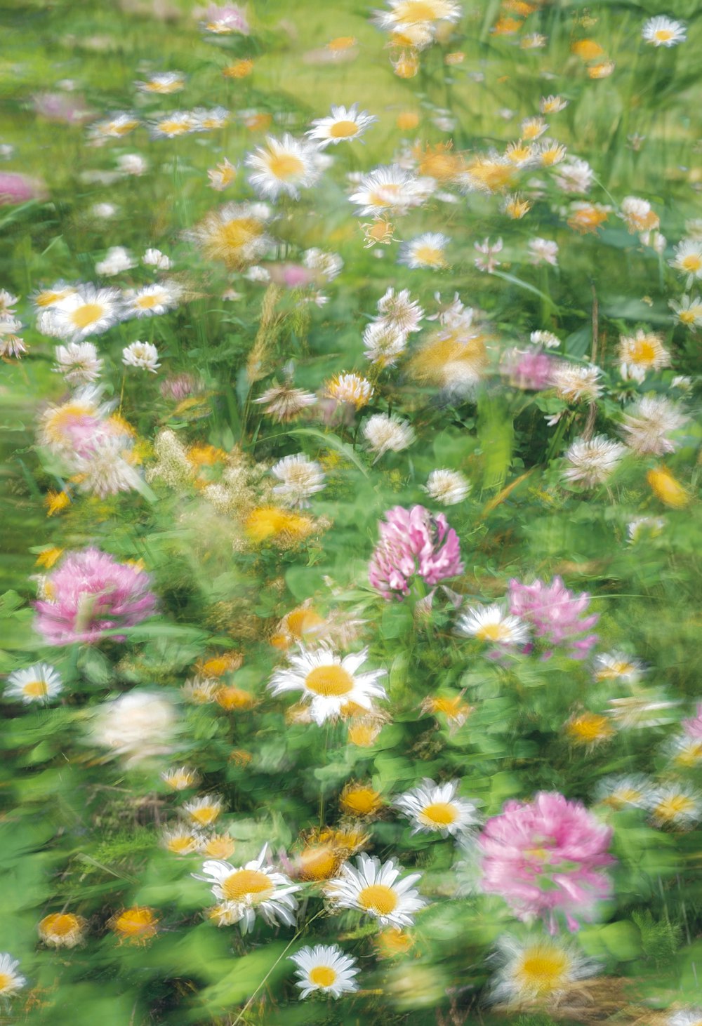 un campo lleno de flores silvestres y margaritas