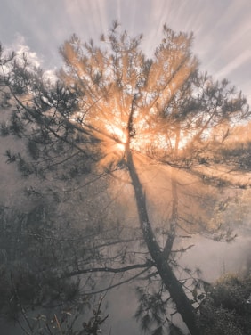the sun shines through the clouds behind a tree