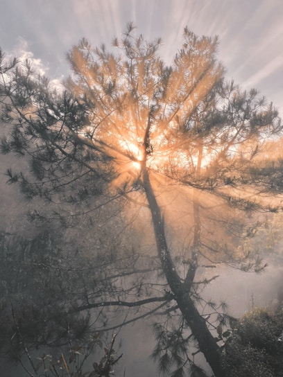 the sun shines through the clouds behind a tree