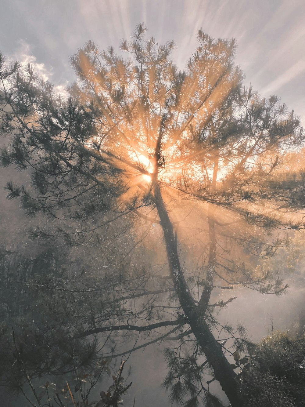 the sun shines through the clouds behind a tree
