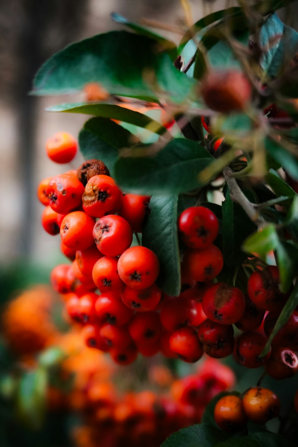 a bunch of red berries hanging from a tree