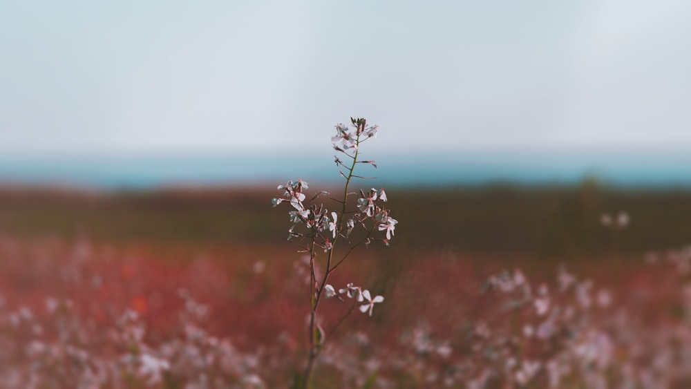 a blurry photo of a flower in a field