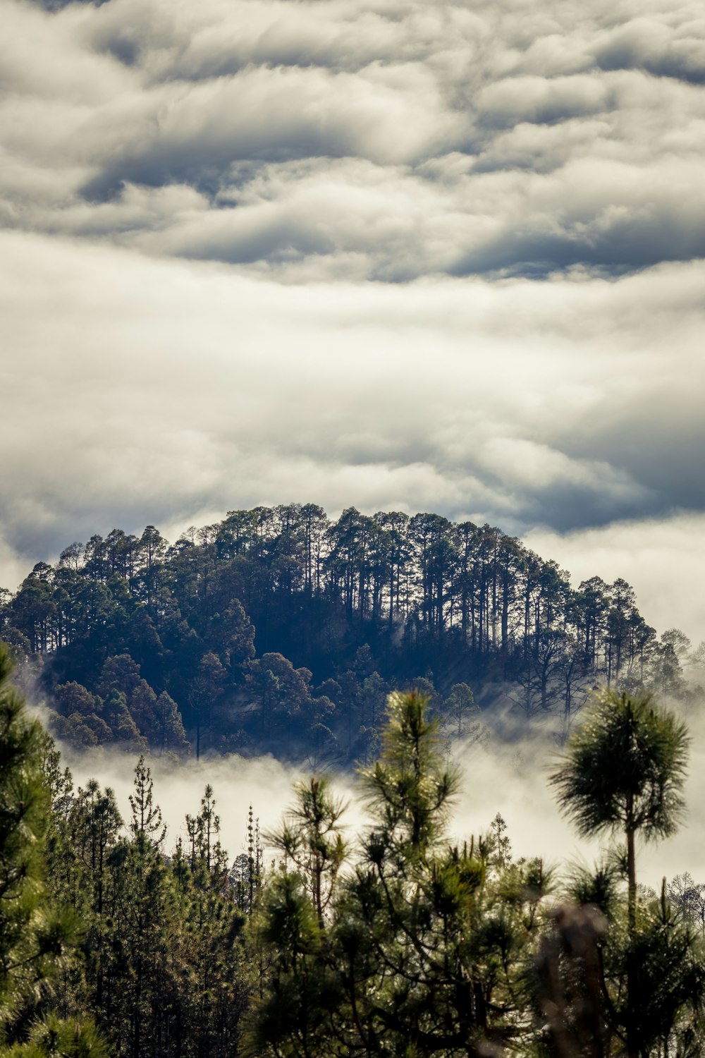 a mountain covered in clouds with trees in the foreground