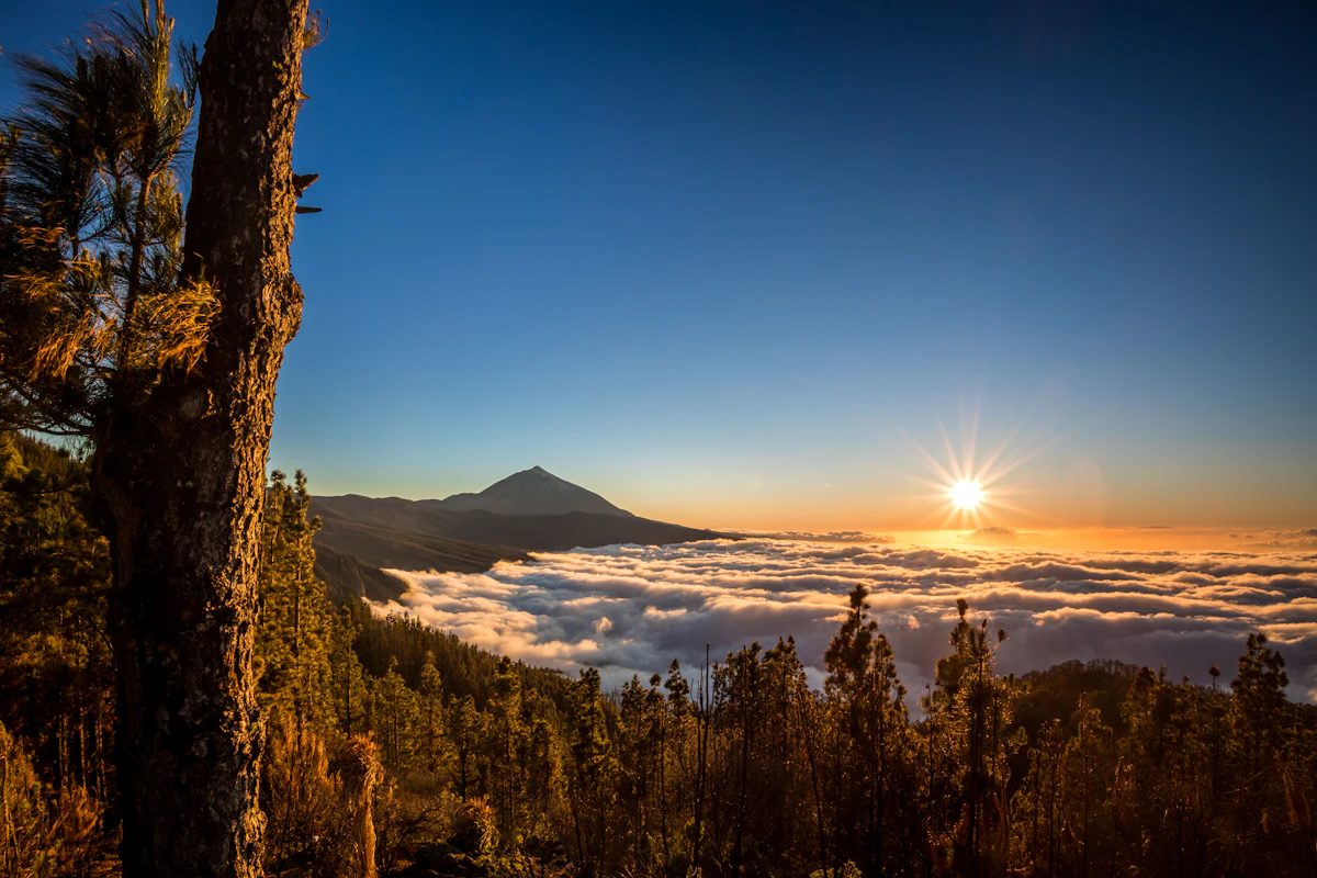 Teide at sunset above a sea of clouds, with pines in the foreground