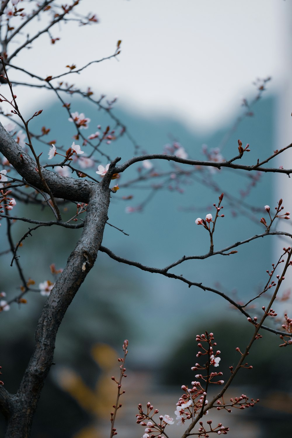 ein Ast mit kleinen weißen Blüten vor einem Gebäude