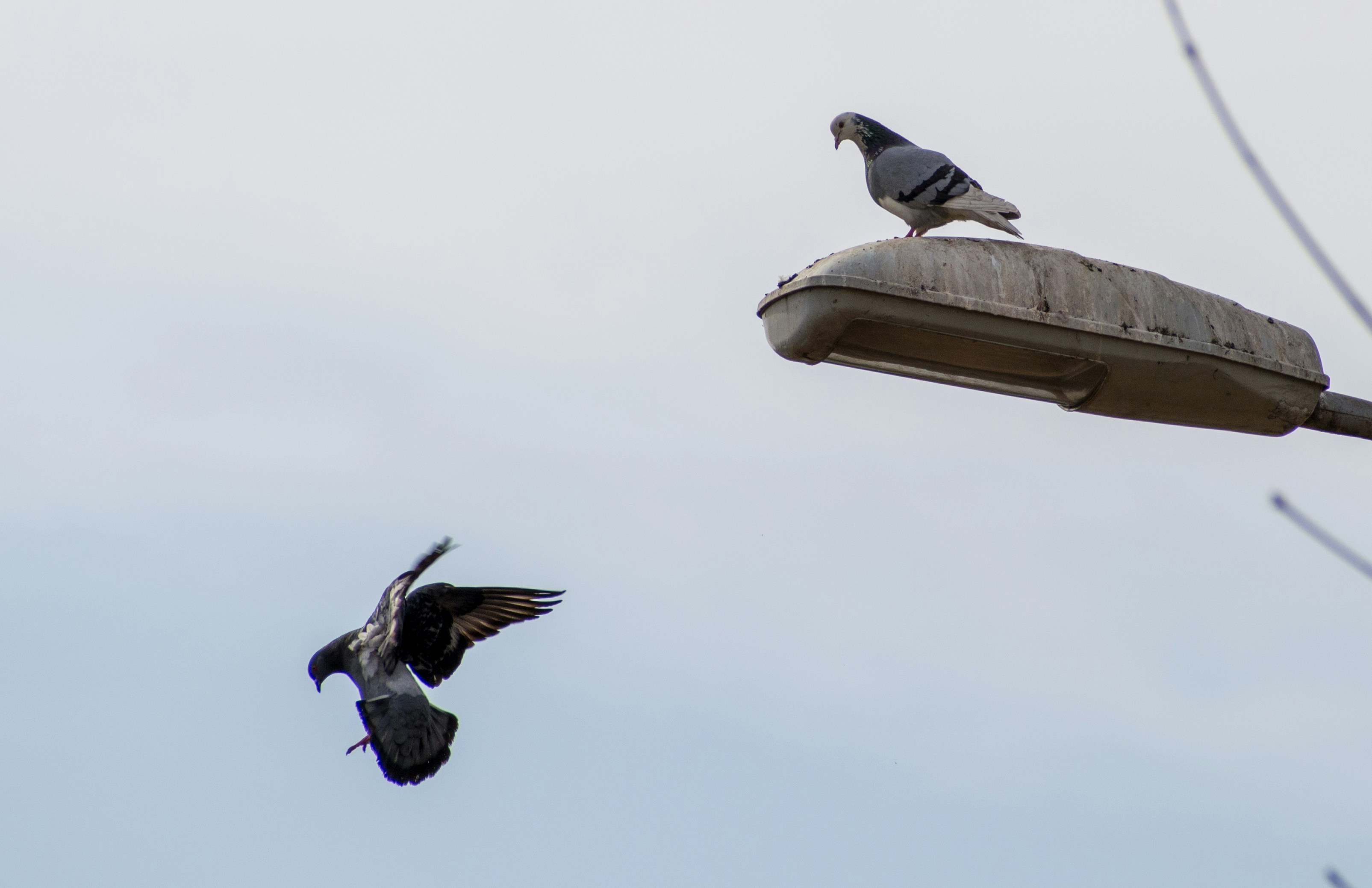 un par de pájaros que vuelan en el aire