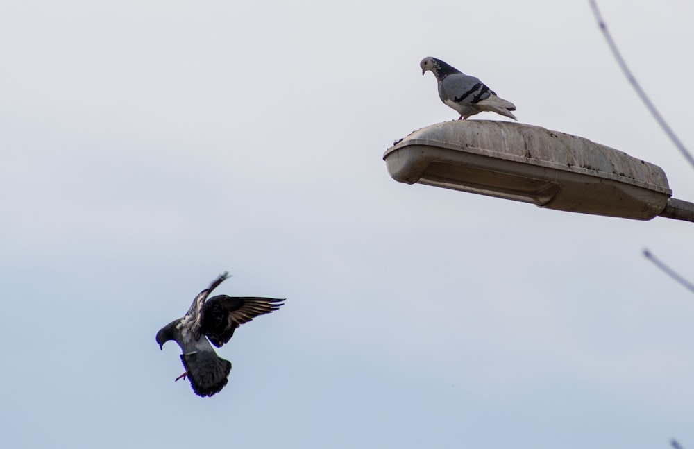 a couple of birds that are flying in the air