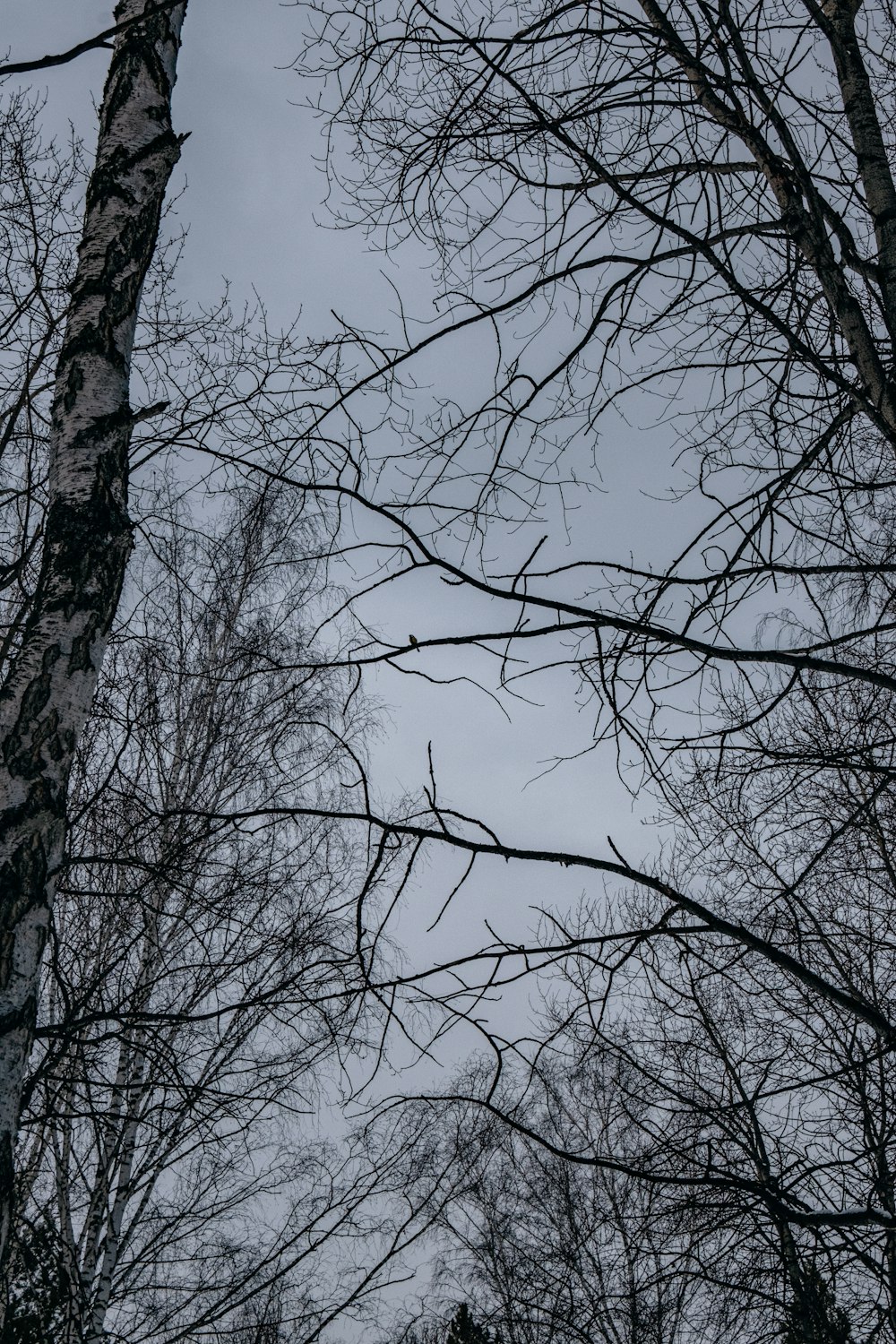 a group of trees with no leaves on them