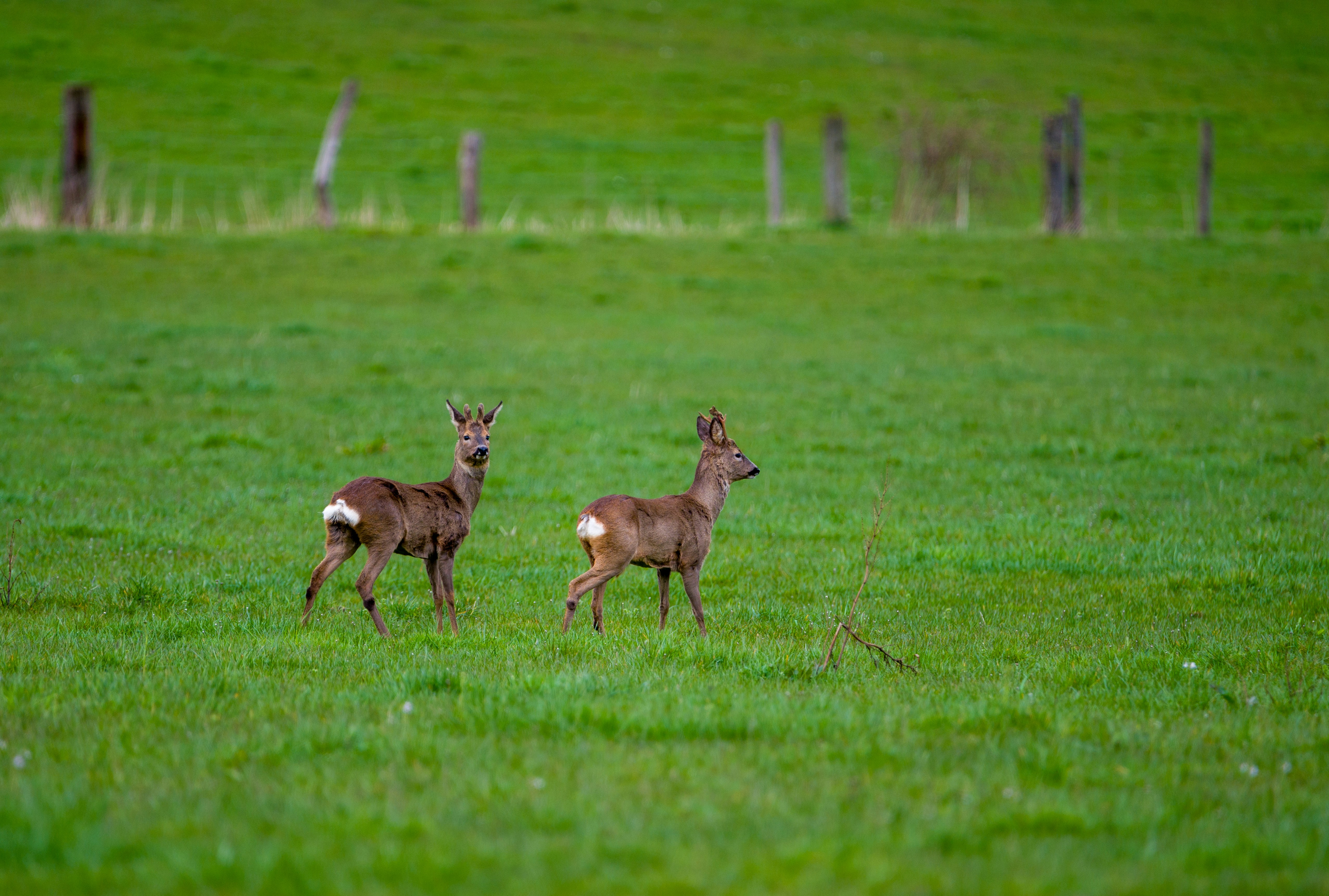 Photo by ad_sportfotograf